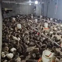 بلدرچین زنده تحویل درب منزل جوجه هم موجوده