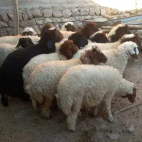 بره سفید صادراتی ۵۰ راس ..میش ابستن و زاییده|حیوانات مزرعه|رومشکان, |دیوار