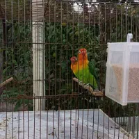 یک جفت کوتوله برزیلی با قفس و لانه