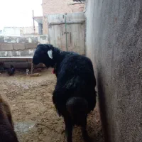 قوچ قره چال۳ساله پرش تظمینی