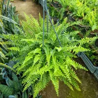 گل گیاه آپارتمانی سرخس