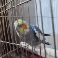 عروس هلندی سخن گو