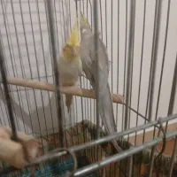 یه جفت طوطی عروس تعویض با قناری|پرنده|قزوین, |دیوار