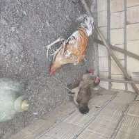 فروش ۵عددمرغ محلی ویک عددخروس