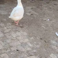 غاز نر سفید