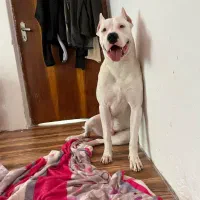 داگو ارژانتینو (دوگو)