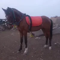 مادیون