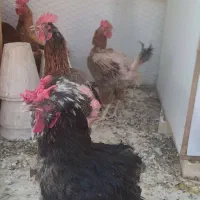 مرغ و خروس