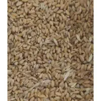 کاه گندم