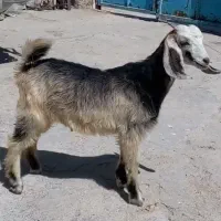 کهره ماده ۴ماهه شیرخورده