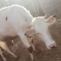 گاو و گوساله یک ماه زاییده با سه عدد شنگل|حیوانات مزرعه|پاتاوه, |دیوار