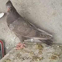 جوجه سینه فروشی