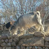 بز ماده ابستن ۲قلو زا