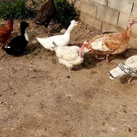 اردک وبوقلمون