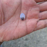 شجر کلکسیونی|جواهرات|ساوه, |دیوار