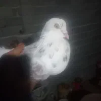 کبوتر تهرانی ضمانتی