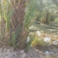 صفر تا صد خدمات نخل و باغبانی و پاجوش موجود است .