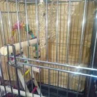 قفس کاسکو با قیمت عال خوب نو