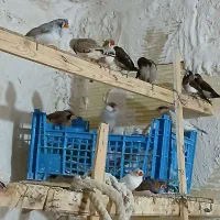 فنج کرواتی و نرگسی|پرنده|قم, سید معصوم|دیوار