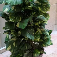 درخت مصنوعی تزیینی|گل مصنوعی|تهران, ستارخان|دیوار