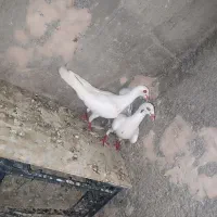 دنش