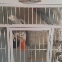 کاسکو دم قرمز نر اماده جفت گیری|پرنده|تبریز, |دیوار