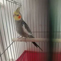 عروس هلندی نر سخنگو