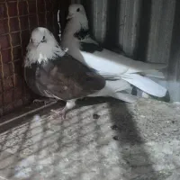 یک جفت کفتر فوق پرشی