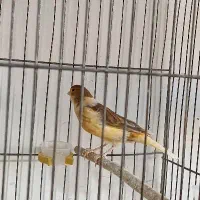 تعدادی قناری ماده جوان|پرنده|ابهر, |دیوار