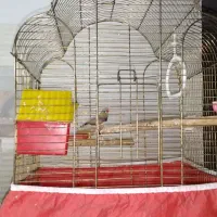 یک جفت عروس هلندی آلبیونو و یک فنچ