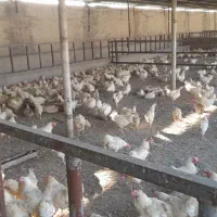 مزغ‌اراک‌|حیوانات مزرعه|اهواز, حصیرآباد|دیوار