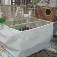 جفت به شرط تخم و جوجه