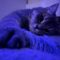 گربه بریتیش نر اصل دنبال ماده