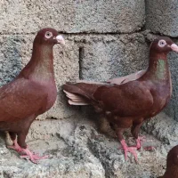 کبوتر سرخ و زرد