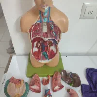 مولاژ بدن|پزشکی|آبیک, |دیوار