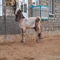 یک عدد بزغاله نر افغانی