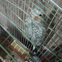 عروس هلندی