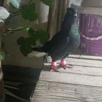 کفتر ذاغ دم سفید