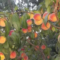 فروش هلو زعفرانی (آلبرتآ) بالای درخت..قیمت توافقی