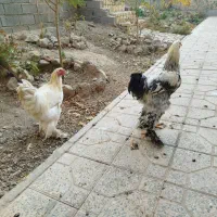 خروس برهما|حیوانات مزرعه|هشتگرد, فاز ۳ مهستان|دیوار