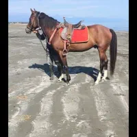 اسب نریان، اخته