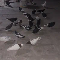 گمشده|حیوانات|اهواز, شهرک رزمندگان|دیوار