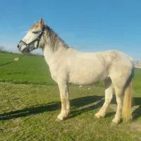 مادیان|اسب و تجهیزات اسب‌سواری|گرگان, |دیوار