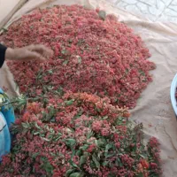 زرشک / کبوتر