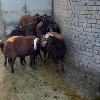 میش بره|حیوانات مزرعه|بروجرد, |دیوار
