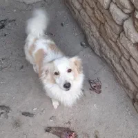 سگ پاکوتاه