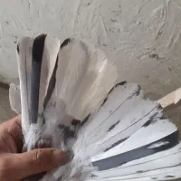کفترپیس سرور(نوه سرورملقب به راسو)باغستان|پرنده|تهران, سعیدآباد|دیوار