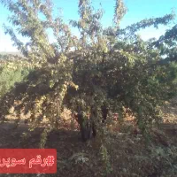 نهال بادام شناسنامه دار|خدمات باغبانی و درختکاری|شیراز, زرهی|دیوار