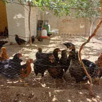 فروش مرغ تخمگذار