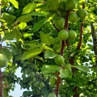 باغ-زمین-چهاردیواری